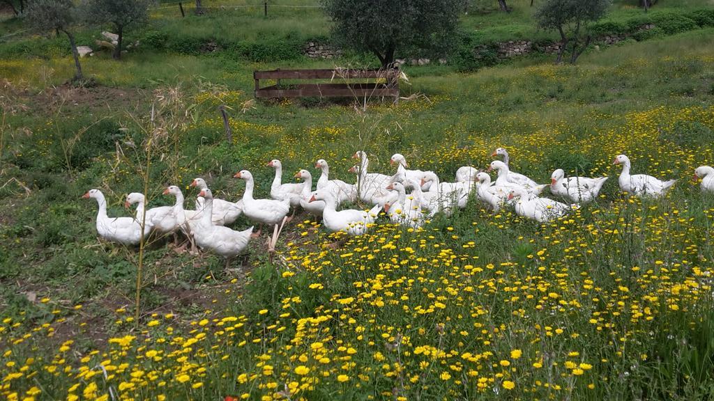 Agriturismo Villa Val D'Olivi Capodacqua  Екстер'єр фото